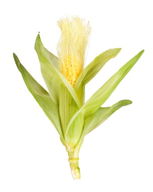 Beyaz arkaplanda izole edilmiş mısır