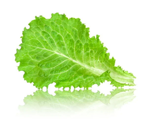 Leaf lettuce with reflection isolated on white background — Stock Photo, Image