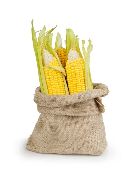 Yellow fresh corn in sack bag on white background — Stock Photo, Image