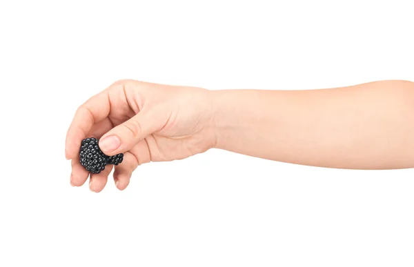 The hand holds the blackberries on on an isolated white backgrou — Stock Photo, Image