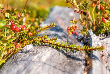 Kızılcık kırmızı çilek doğa arka plan