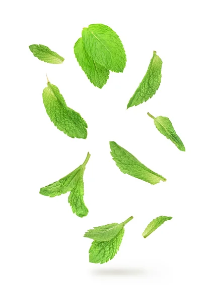 Green mint leaves falling in the air isolated on white backgroun — Stock Photo, Image