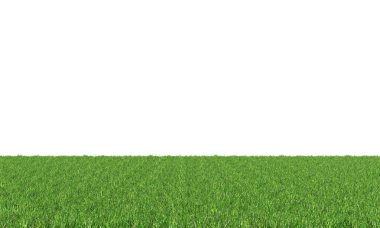 Beyaz arkaplanda yeşil çimen izole.