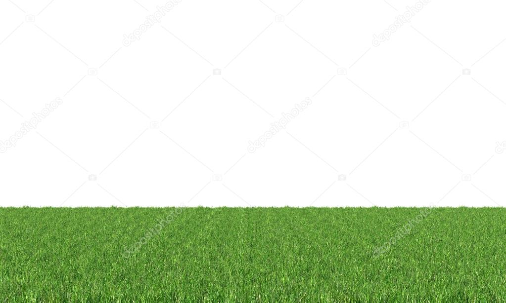 Green grass isolated on white background.