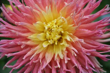 Arka plan olarak kesme Dahlia