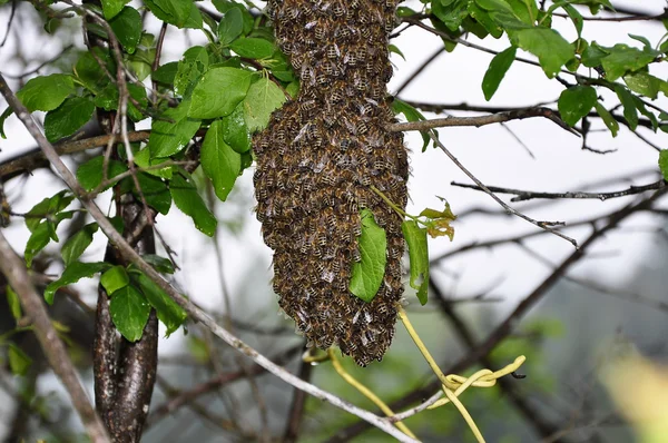 Рой пчел на дереве — стоковое фото