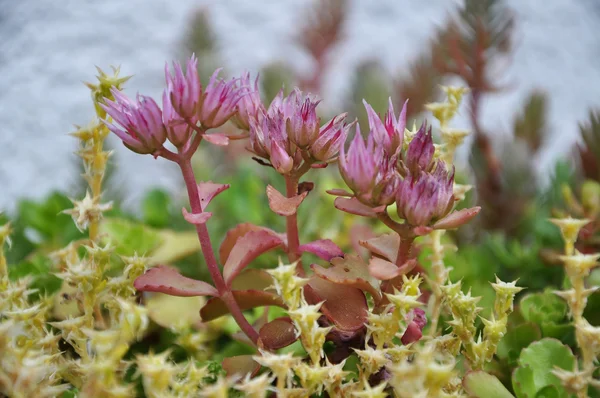 排気切替器ピンク Houseleek 背景 — ストック写真