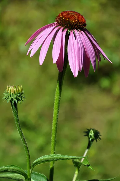 Kivágott szép lila coneflower — Stock Fotó