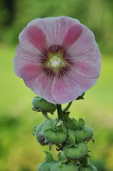 Bonito rosa comum Hollyhock — Fotografia de Stock