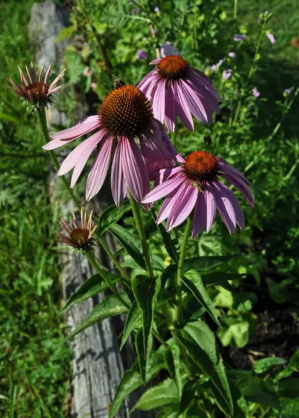 Lila coneflower háttereként — Stock Fotó