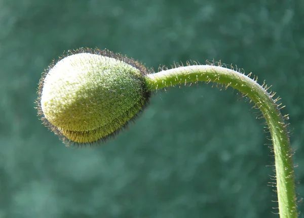 Background bud of Iceland poppy — Stock Photo, Image