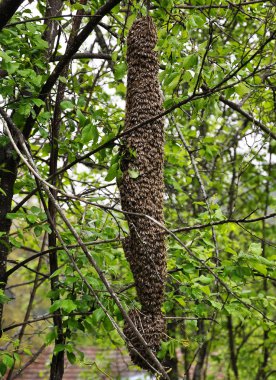 Ağacında arı sürüsü
