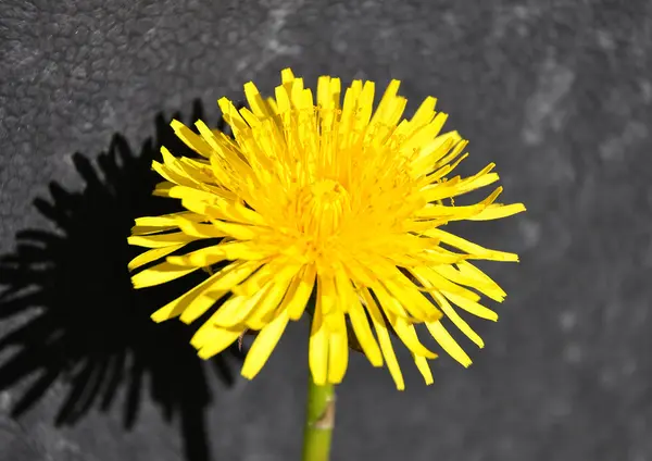 Dandelion bloom in a close-up view — Stock Photo, Image