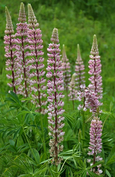 Lupine pozadí na louce — Stock fotografie