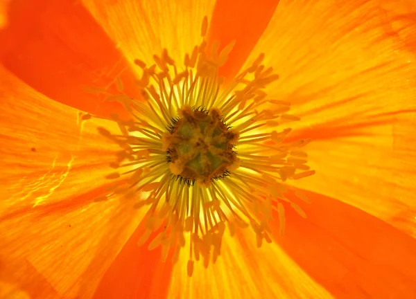 Tle pomarańczowy Islandii poppy — Zdjęcie stockowe