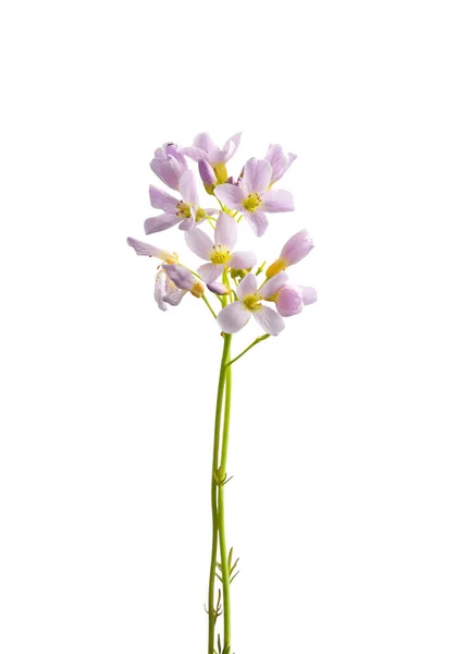 Bloom Cocckoo Flower Isolated — Stock Photo, Image