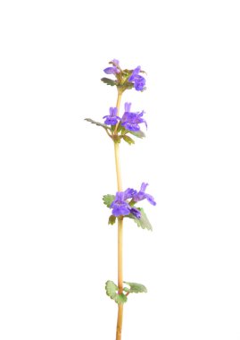 Glechoma Hederacea 'nın çiçekleri yalıtılmış.