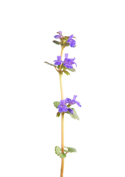 Blüte Von Glechoma Hederacea Isoliert — Stockfoto