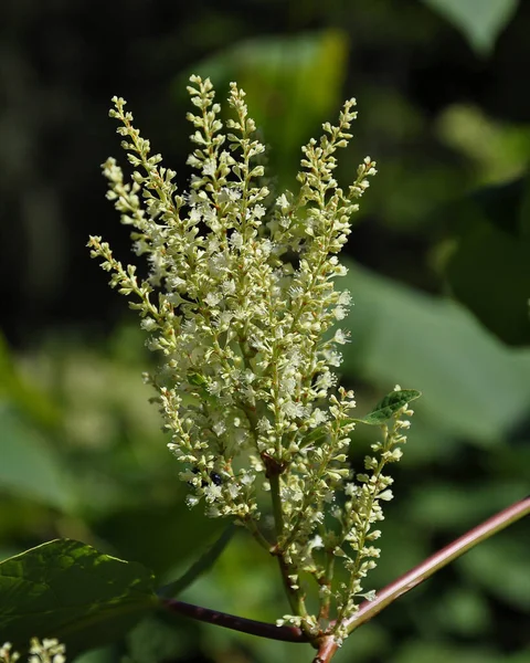 Flor Reynoutria Japonica Vista Close Floresta Baviera — Fotografia de Stock