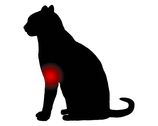 Кошка Болью Передней Ноге Белом — стоковый вектор