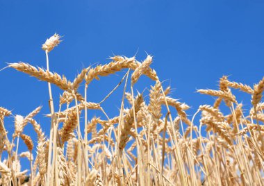 Bulutsuz gökyüzünün önünde olgunlaşmış buğday tarlası