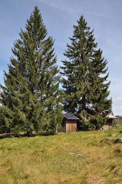 Verlorener Schachten Met Houten Hut Carex Brizoides — Stockfoto