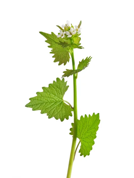 Bloom Garlic Mustard Isolated — Stock Photo, Image