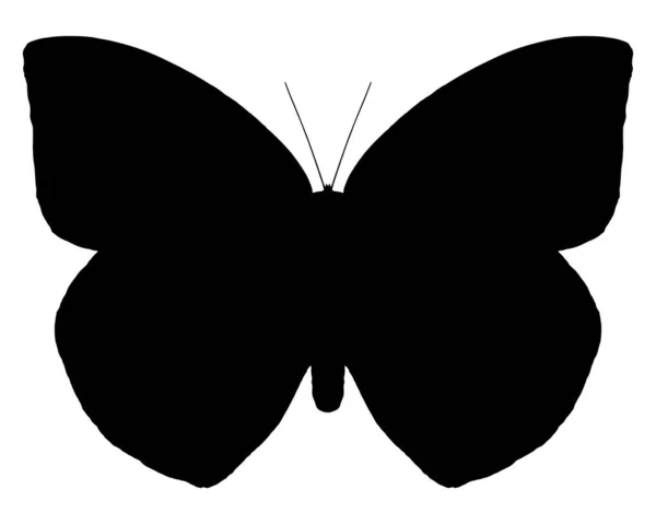 Silhouette Noire Papillon Émigré Commun Sur Blanc — Image vectorielle