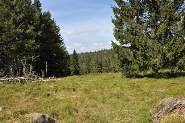 Verlorener Schachten Carex Brizoides Közelében Frauenau — Stock Fotó