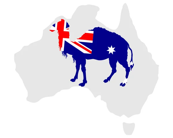 Australian camel — Stock Vector