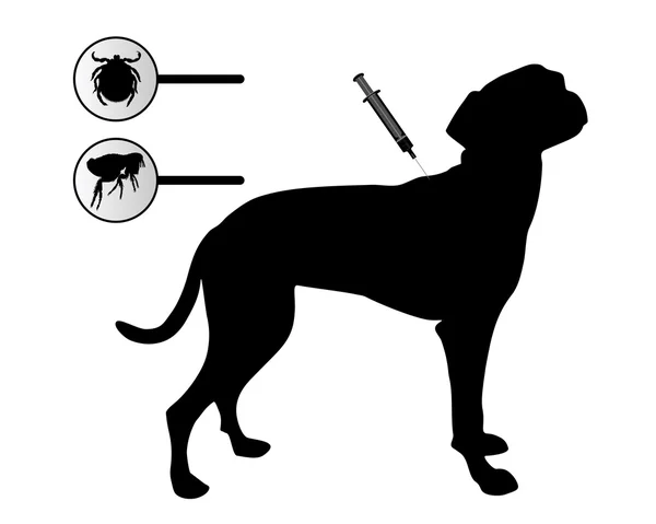 Pies dostaje szczepienie przeciwko pchły i kleszcze na biały — Wektor stockowy