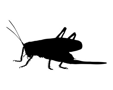 beyaz üzerine çekirge