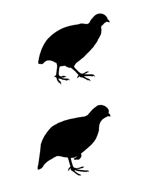 Common quail — Stock Vector