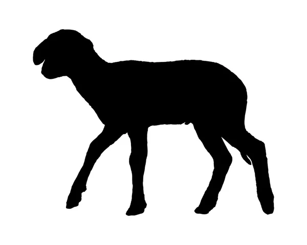 Lamb on white — Stock Vector