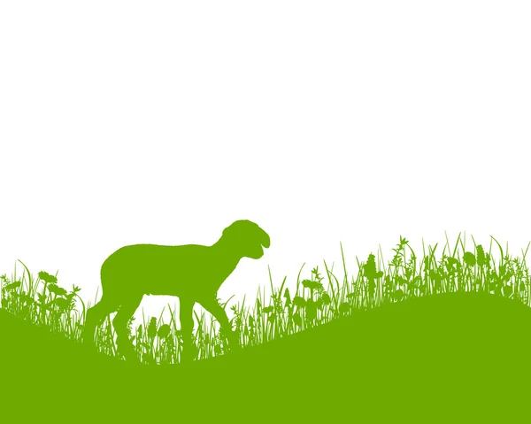 Lamb on meadow — Stock Vector