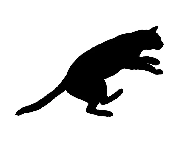 Kočka na bílém pozadí — Stockový vektor