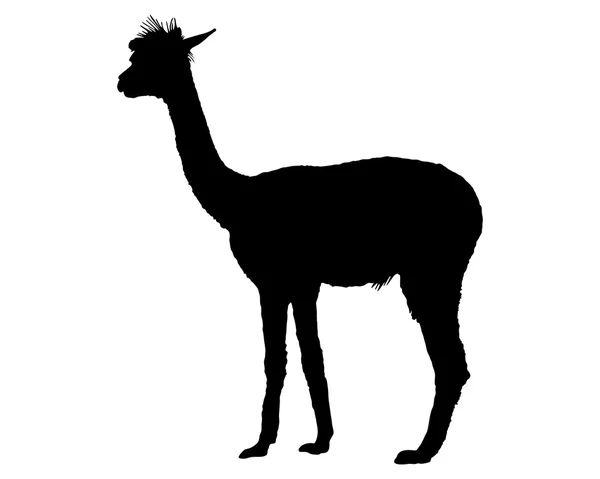 Guanaco sziluett — Stock Vector