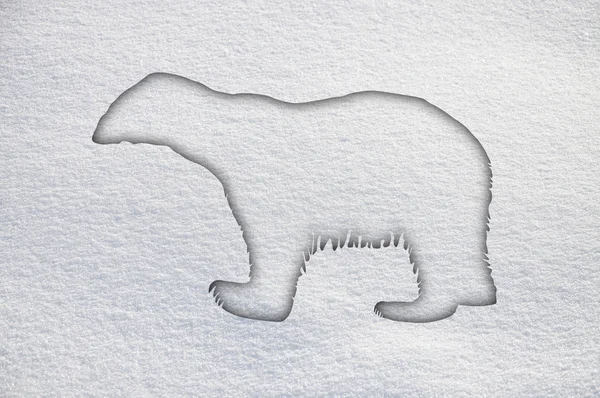 Polar bear in snow — Stock Photo, Image