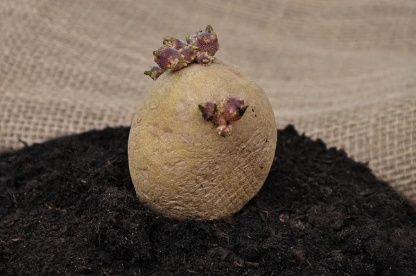 Potato on soil — Stock Photo, Image