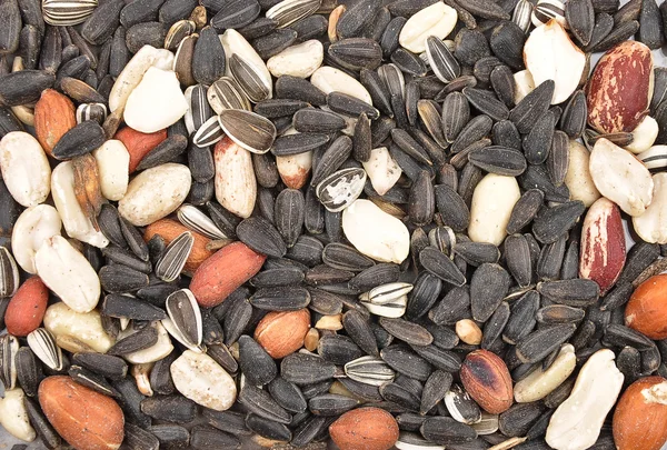 Bird seed — Stock Photo, Image
