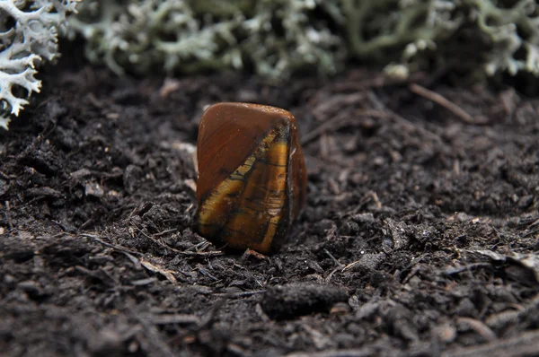 Tigers eye na lesní půdě — Stock fotografie