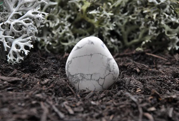 Howlite on forest floor — Stock Photo, Image