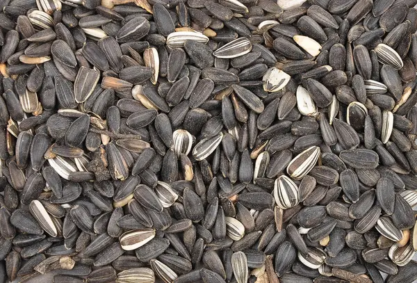 Bird seed — Stock Photo, Image