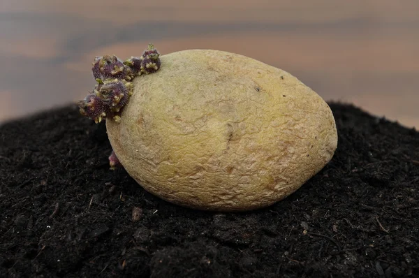 토양에 감자 — 스톡 사진