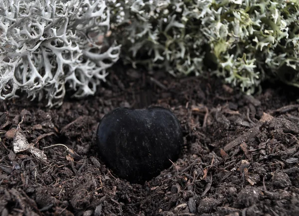 Obsidiana en el suelo del bosque —  Fotos de Stock
