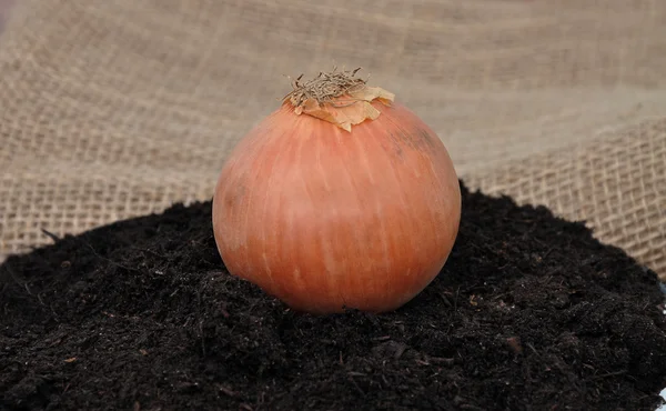 Onion on soil — Stock fotografie