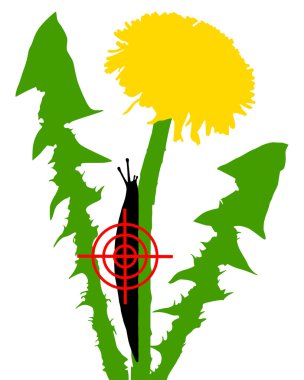 Karahindiba üzerinde sümüklü böcek nişan