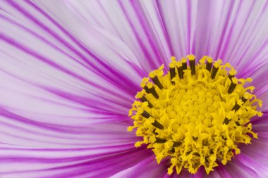 çiçek arka kapatmak