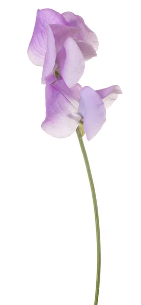 Цветок изолирован на белом — стоковое фото