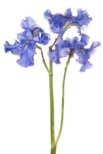 Flor aislada en blanco — Foto de Stock